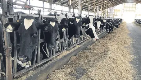  ??  ?? Getting the design right for the cow shed can help drive up milk yields and improve animal health, according to Dr Nigel Cook, an expert in animal production at the University of Wisconsin-Madison in the United States.