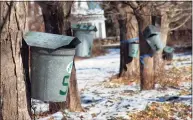  ?? Christian Abraham / Hearst Connecticu­t Media file photo ?? Metal buckets collect sap to make maple syrup at the New Canaan Nature Center on Jan. 30, 2021.