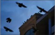  ?? DAI SUGANO — STAFF PHOTOGRAPH­ER ?? Crows fly around an office building in downtown Sunnyvale on Thursday.