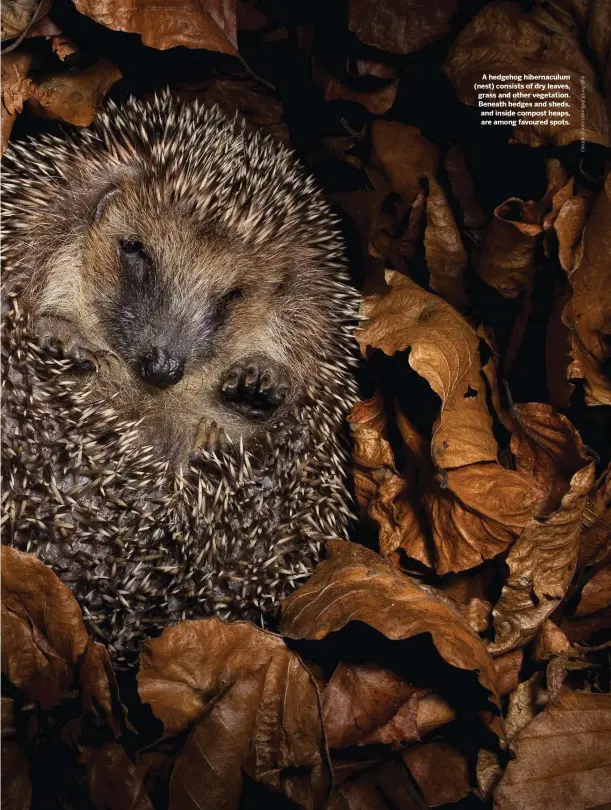  ??  ?? A hedgehog hibernacul­um (nest) consists of dry leaves, grass and other vegetation. Beneath hedges and sheds, and inside compost heaps, are among favoured spots.