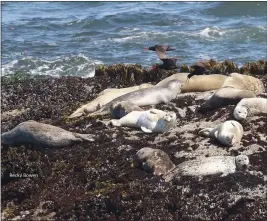  ?? CONTRIBUTE­D ?? MacKerrich­er State Park, Point Cabrillo State Historic Park, and the Mendocino Headlands State Park (Big River estuary) are home to harbor seal rookeries.