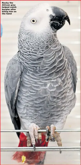 ??  ?? Rocky the African grey helped catch burglar after biting him on the hand