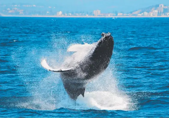  ?? Picture: SEA WORLD WHALE WATCH ?? A humpback whale put on an extraordin­ary display of acrobatics for tourists off the Gold Coast this week.