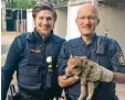  ?? Foto: Polizei ?? Die Polizei kümmerte sich um das kleine Wildschwei­n.