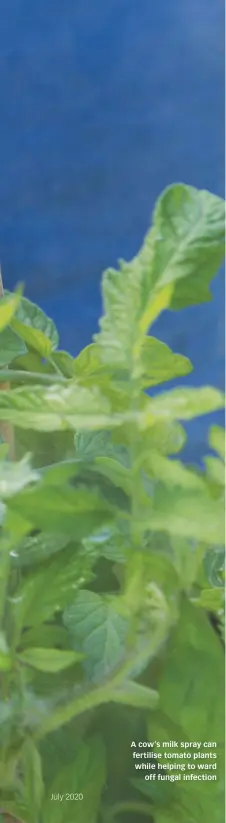  ??  ?? A cow’s milk spray can fertilise tomato plants while helping to ward off fungal infection