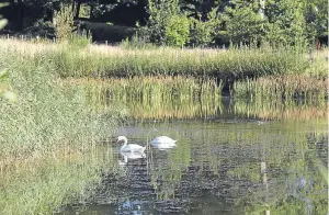  ?? Picture: Murton Reserve. ?? Great outdoors: two mute swans feeding in one of the reserve’s ponds.