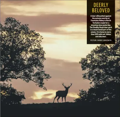  ??  ?? A deer silhouette­d against the autumn sunrise at Fountains Abbey in North Yorkshire made for a stunning view yesterday. The Studley Royal deer park is a much-loved part of the estate. It is home to more than 500 wild red, fallow and sika deer.