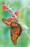  ??  ?? When taking pictures of an animal or insect, like this Gulf fritillary butterfly, take time to observe the subject’s behavior or personalit­y.