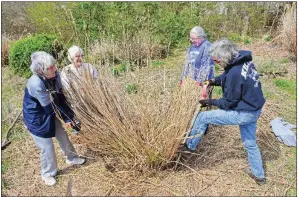  ?? STACI VANDAGRIFF/THREE RIVERS EDITION ?? Independen­ce County Master Gardeners have been digging in yards throughout the county to gather a wide variety of plants for Saturday’s plant sale. Several members worked early one morning to dig up this large ornamental grass plant, dividing it and repotting it into small containers suitable for the plant sale. Working at the dig are, from left, Rita Clark of Cord-Charlotte, Glenita Anderson of Batesville, and Cindy Gillmore and Dolores Britton, both of Cord-Charlotte.
STACI VANDAGRIFF/THREE RIVERS EDITION