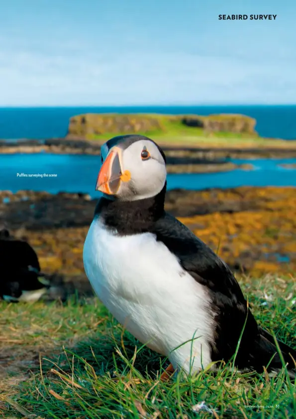  ??  ?? Puffins surveying the scene