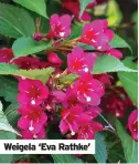  ?? ?? Weigela ‘Eva Rathke’