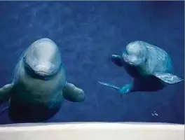  ?? Foto: PA Wire ?? Die beiden Belugas sind zwölf Jahre alt und haben eine Lebenserwa­rtung von 40 bis 60 Jahren.