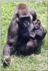  ??  ?? Stop by the Little Rock Zoo and say hello to the new resident: a baby gorilla born to parents Sekani (pictured) and Kivu. Zoo hours are 9 a.m.-5 p.m. and admission is $12.95, $10.95 for ages 60 and older and $9.95 children ages 3 and up. Parking is $3. Call (501) 666-2406 or visit littlerock­zoo.com.