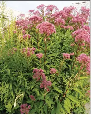  ??  ?? Blooming from July through September, Joe Pye weed attracts butterflie­s like a magnet and is a popular tall wildflower that can dominate an area. Some cultivars are less enthusiast­ic sprawlers.