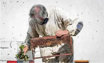  ?? EFE ?? Una vez cosechada, la miel será enviada al Laboratori­o Tecnológic­o del Uruguay (Latu).