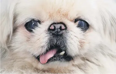  ?? Picture: Reuters ?? FACING A CRISIS. Pekingese dog Xiaobai is pictured outside its owner’s house in Beijing, China. Breeders say there are too few local Pekingese dogs in China, a breed that was very common in the 1990s.