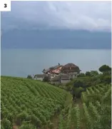  ??  ?? 3
3/   epuis   pesses, les vignerons ont la chance de béné  cier de la vue sur le lac, entouré de leurs précieuses vignes.