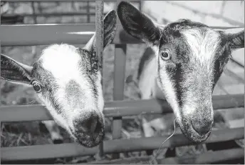  ?? FILE PHOTO ?? A herd of goats will be getting their Christmas present a bit late, as they can expect a feast of discarded yuletide trees.