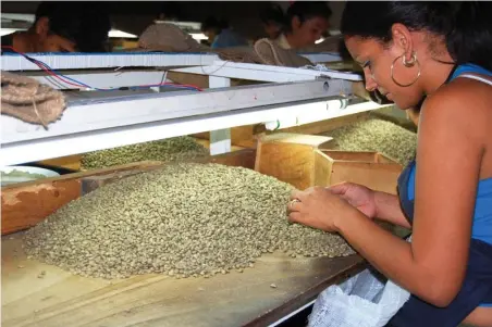  ??  ?? Resulta imprescind­ible aumentar las exportacio­nes. El café es rubro de suma importanci­a. | foto: Barreras Ferrán