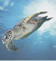  ??  ?? 0 Turtles can be pushed great distances to find cooler water
