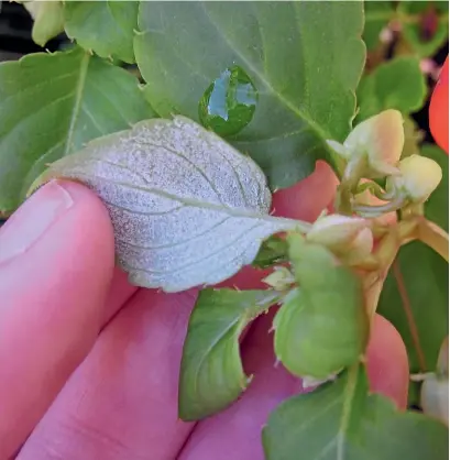  ?? NZ GARDENER ?? White furry mould underneath a busy lizzie leaf is a sign of impatiens downy mildew.