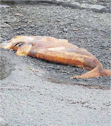  ?? THE CANADIAN PRESS / FISHERIES AND OCEANS CANADA ?? A dead North Atlantic right whale in the River of Ponds area in western Newfoundla­nd. Fisheries officials say this is the 10th dead right whale found in the region this year.