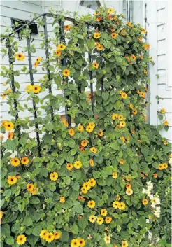  ??  ?? A black-eyed Susan vine grows quickly up to 2.5 metres, spreading brightly coloured blooms over railings or trellises.