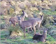  ?? CP PHOTO ?? Deer have become such a problem in Truro, N.S. officials are holding public meetings to discuss the issue.