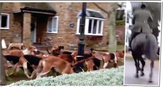  ??  ?? Chaos: The confused and distracted hounds pour through a front garden as a hunt rider (right) ht) t tries i t to round d th them up