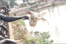  ?? ?? A man offers a chicken to the animals in the ‘Caimans lake’ next to the former Houphouet-Boigny House in Yamoussouk­ro.