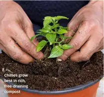  ?? ?? Chillies grow best in rich, free-draining compost