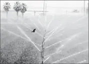  ?? Genaro Molina Los Angeles Times ?? A BLACKBIRD f lies over a field being watered; the governor has ordered at 25% cut in water use.