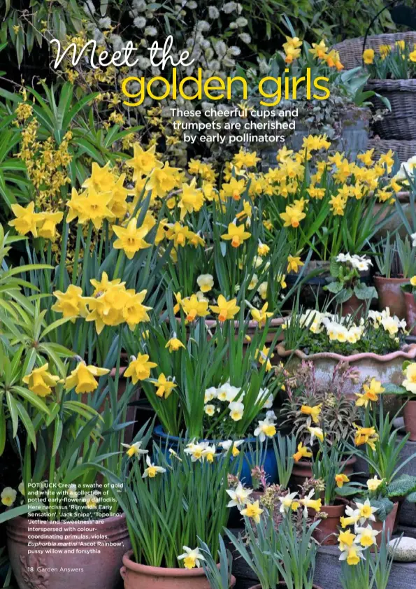  ??  ?? POT LUCK Create a swathe of gold and white with a collection of potted early-flowering daffodils. Here narcissus ‘Rijnveld’s Early Sensation’, ‘Jack Snipe’, ‘Topolino’, ‘Jetfire’ and ‘Sweetness’ are interspers­ed with colourcoor­dinating primulas, violas, Euphorbia martini ‘Ascot Rainbow’, pussy willow and forsythia