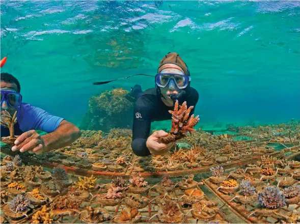  ?? Photos: Victor Benito ?? Coral planting at the Coral Coast.