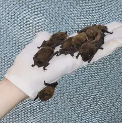  ??  ?? Left: Sam releases young common pipistrell­es into her flight cage at dusk to exercise. Below: when Sam is confident that a bat can fly strongly and hunt prey on the wing, it is set free into the darkening sky.