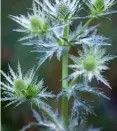  ??  ?? SILVER LINING With stunning blue flowers and grey/green leaves,
Eryngium x zabelii ‘Big Blue’, better known as sea holly, will bring height and drama to sunny well-drained borders