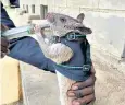  ?? ?? A rat being trained in the programme run by a British scientist in Tanzania