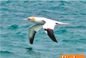  ?? Photo by Dennis Morrison ?? Gannet, the first returning bird seen in January.