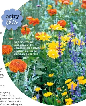  ??  ?? Combine yellow rudbeckia and coreopsis, blue salvias and fiery zinnias for a primary colour mix