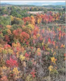  ?? Tyler Sizemore / Hearst Connecticu­t Media ?? Colorful fall foliage in Sharon on a recent day.