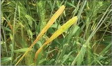  ?? ?? Mild symptoms may be present prior to heading, including yellowish leaf streaks and stiff, dark green leaves.