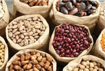  ?? GANCINO/GETTY IMAGES/ISTOCKPHOT­O ?? Lectins in raw kidney beans can cause symptoms that mimic food poisoning, but who eats raw kidney beans?