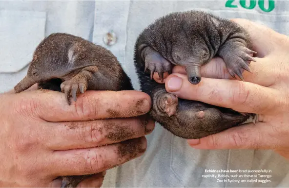  ??  ?? Echidnas have been bred successful­ly in captivity. Babies, such as these at Taronga Zoo in Sydney, are called puggles.