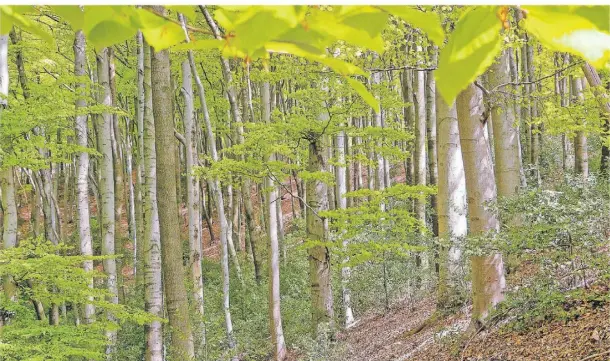  ?? FOTO: WIKIPEDIA/ÖKOLOGIX ?? Ein Blick in die Naturwaldz­elle Meersiepen­kopf in Wuppertal.