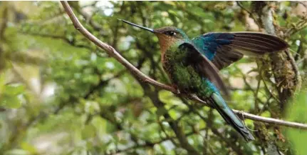  ?? (Foto: Sandy Espinoza) ?? APORTE. Aves de diferentes colores y tamaños forman parte del territorio ecuatorian­o.