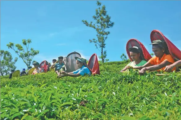  ?? PROVIDED BY VISHWAMITH­RA KADURUGAMU­WA ?? Tea pickers toil in the sun at Kahawatte Plantation­s in Ratnapura, in Sri Lanka’s central highlands.