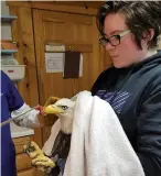  ?? COURTESY NEW MEXICO WILDLIFE CENTER ?? Hilary DeVries, a wildlife rehabilita­tor for the New Mexico Wildlife Center, holds eagle No. 18-11 during treatment on its third day after arriving with environmen­tal toxin symptoms. By the following day, the bird had recovered enough to move to an...