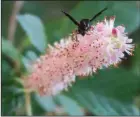  ?? (Special to the Democrat-Gazette/Janet B. Carson) ?? Suitable for a mixed border or woodland garden, clethra shrubs are loved by pollinator­s.