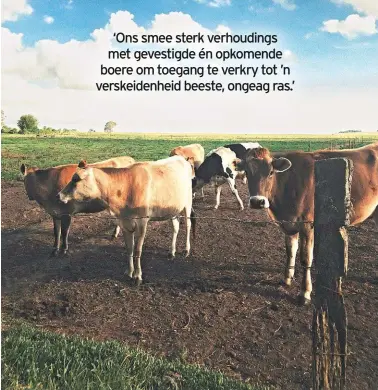  ??  ?? Beefmaster bou sterk bande met veeboere op alle produksiev­lakke en bied hoogs mededingen­de pryse aan vir enige beesras, wat aan dié voerkraal op die plaas Kromellenb­oog naby Christiana gelewer word. Beefmaster (Edms.) Bpk. het ’n bewese rekord wat oor meer as drie dekades strek. Plaaslike beesboere vind baat daarby en kry só bykomende voordele danksy ’n goeie verhouding met die handelsnaa­m. Beefmaster is daarom die ideale vennoot vir beesboere danksy die suksesvoll­e bemarking van beesvleis vanaf gesonde, goed gevoerde beeste.