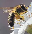  ?? FOTO: AFP ?? Bienen leiden unter dem Einsatz von Neonikotin­oiden.
